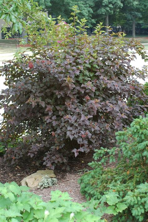 Selecting Shrubs For The Landscape Oklahoma State University