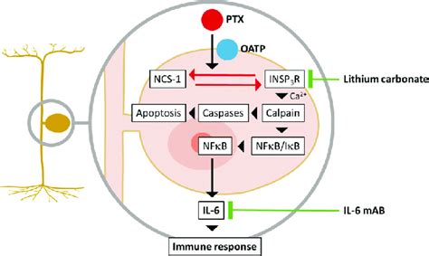 Summary Graph Of Molecular Mechanisms Involved In The Pathogenesis Of