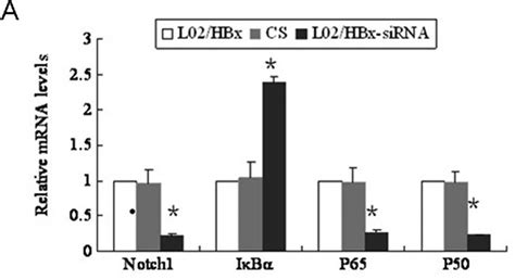 The hepatitis B virus X protein downregulates NF κB signaling pathways