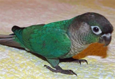 Turquoise Green Cheek Conure Complete Guide - Pet Care Stores