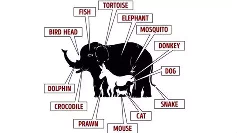 Optical Illusion Test Find The 13 Hidden Animals Within 19 Seconds