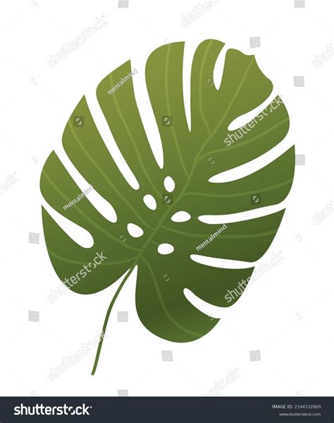 Tropical Plant Icon Large Green Leaf Of Royalty Free Stock Vector