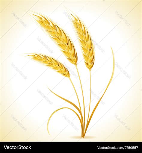 Ears Of Barley Royalty Free Vector Image Vectorstock