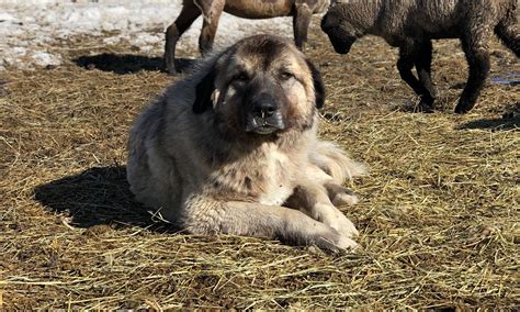 Livestock Guardian Dogs for Improved Protection