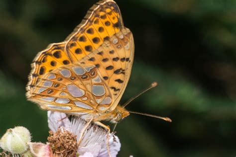 Kleiner Perlmutterfalter Issoria Lathonia Kleiner Pe Flickr