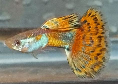 Red Mosaic Male Guppies Guppy Betta Aquarium Guppy Fish