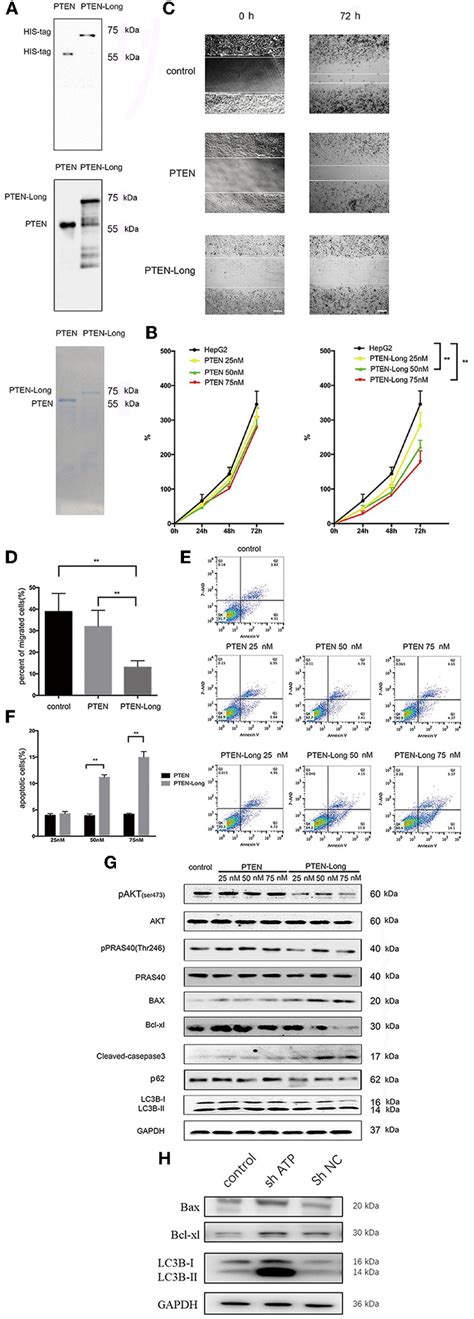 Purified Pten Long Induces Autophagy And Apoptosis Of Hepg Cells A