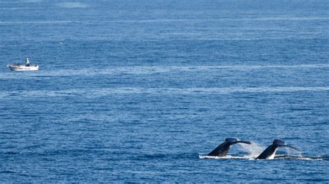 Thousands Of Whales Begin Their Epic Journey Up Australias Humpback