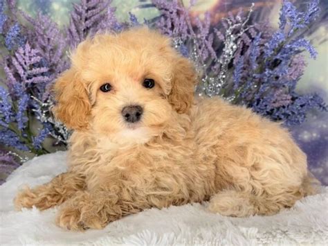 Miniature Poodle Puppies Petland Lancaster