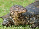 Monitor Lizard Species | Wild Life Guide