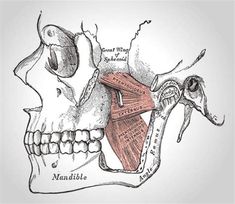 Douleur Et Troubles De La M Choire Physioactif