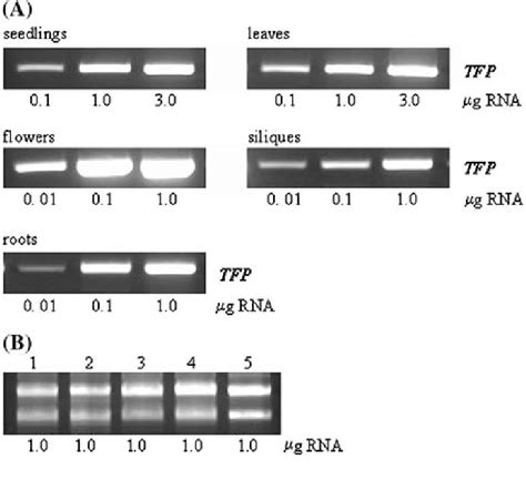 Expression Of Tfp In L Sativum Total Rna Was Isolated From Day Old