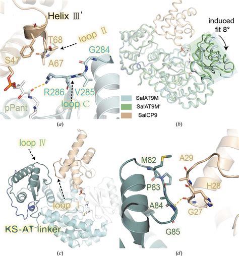 Iucr Structural Visualization Of Transient Interactions Between The