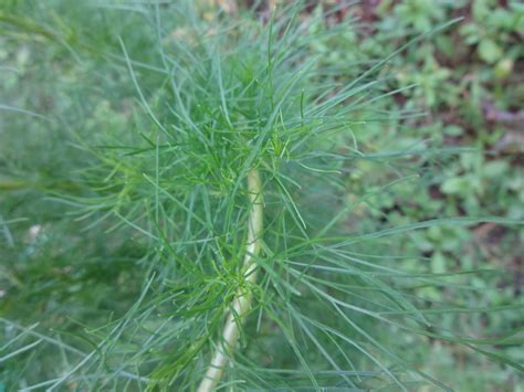 Dogfennel College Of Agriculture Forestry And Life Sciences