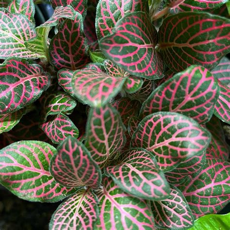 Pink Fittonia Nerve Indoor Live Plant Seed2plant