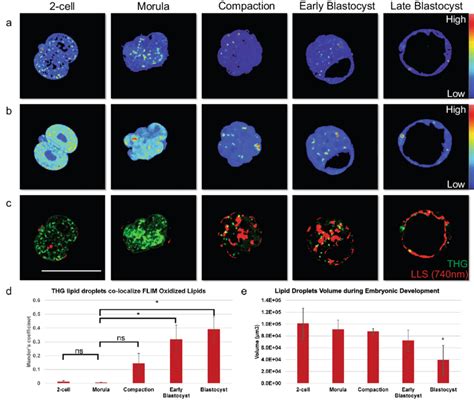 Thg And Intrinsic Fluoresce Signal Show Increasing Oxidized Lipids