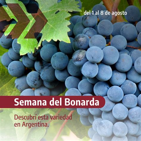 Semana Del Bonarda Argentina Gob Ar