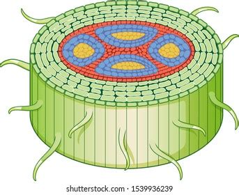 Diagram Showing Stem Structure Illustration Stock Vector (Royalty Free) 1539936239 | Shutterstock