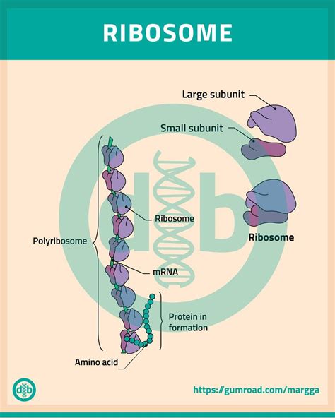 Biology. Drawing of ribosome / Biología. Ribosoma | Purchase card, Test ...