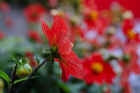 Red Dahlia Blume Pflanze Kostenloses Foto Auf Pixabay Pixabay