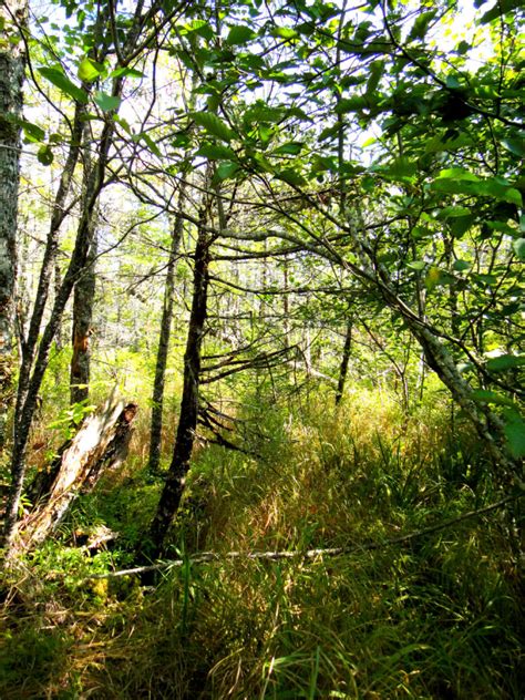 Canada Warbler Habitat | Landbird Species at Risk in Forested Wetlands