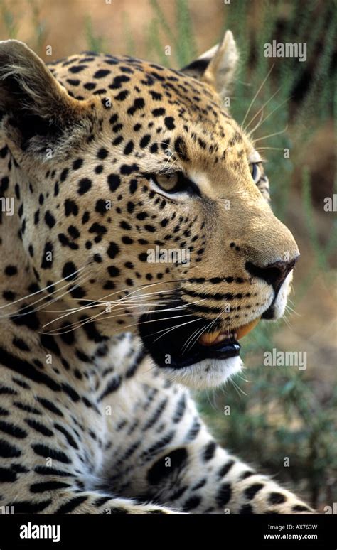 Male Leopard Panthera Pardus The Africat Foundation At Okonjima Lodge