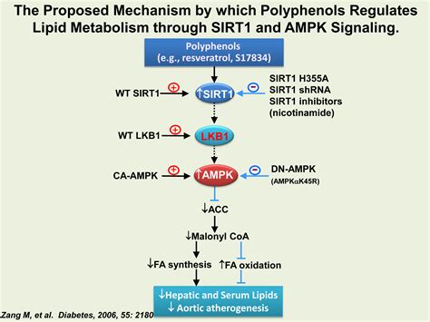 Polyphoenols Sirt And Ampk Cell Signaling Diabetes Laboratory