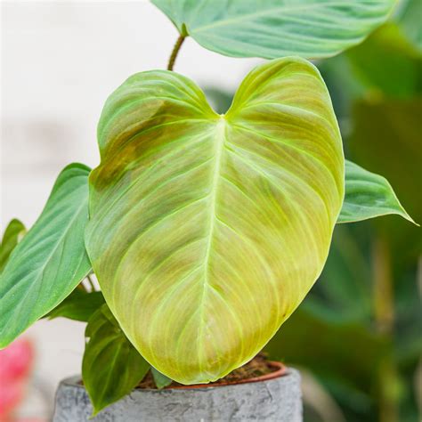 Philodendron Nangaritense Cm Sklep Z Ro Linami Cocaflora