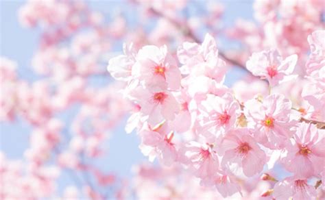 日本の国花 『桜』 なぜ日本人はこんなに桜が好きなの！？｜日和《pando》