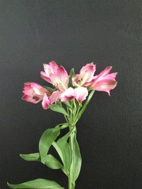 Alstromeria Flower Dictionary Alstromeria Blush Flowers