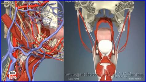 Pharynx And Laryx Close Up 3d Human Anatomy Organs Youtube