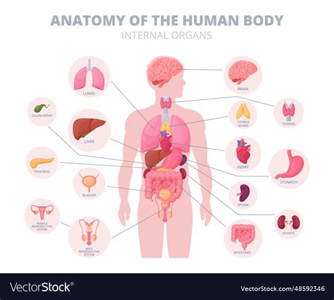 Cartoon internal organs infographic human body Vector Image