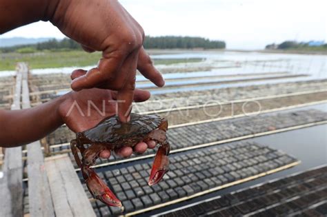 Panen Kepiting Soka Kualitas Ekspor Antara Foto