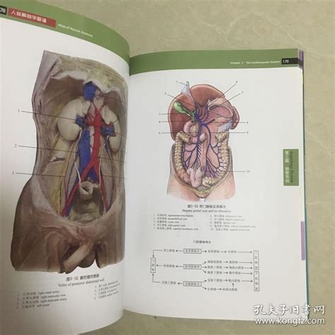 人体解剖学图谱构造 千图网