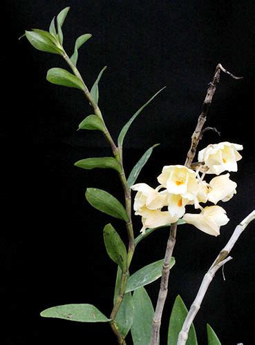 Dendrobium Sanguinolentum Aff1