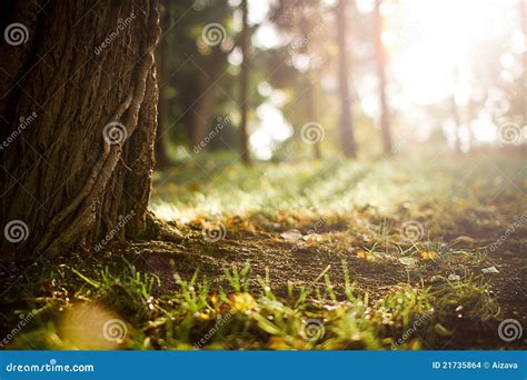 GRASS & SUNSET stock photo. Image of close, nature - 21735864