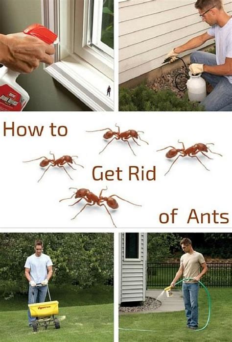 How To Get Rid Of Ants In Your House And Yard Get Rid Of Ants Rid Of