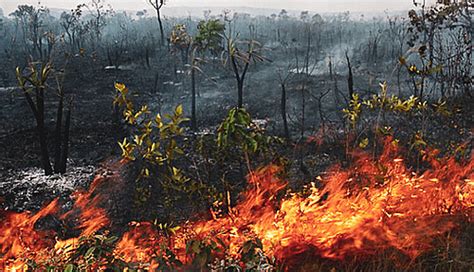 Fumaça De Incêndios Criminosos Na Amazônia Se Espalha Por Todo Geral