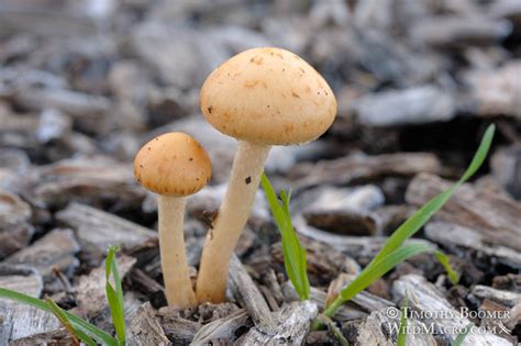 Leratiomyces Percevalii Mushroom Pictures Wild Macro Stock Photography