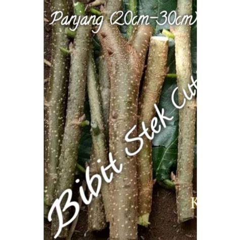 Jual PROMO 4 Batang Bibit Cutting Stek Murbei Buah Buahan Murbay Murbey