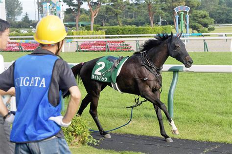 【新潟記念】放馬→競走除外のライトバック 茶木調教師が状況を説明「ハミがほぼ抜けてしまって」東スポ競馬 Goo ニュース