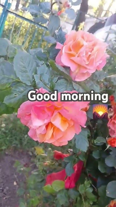 Good Morning 🌄🌄🌄🌄🌄 Youtube