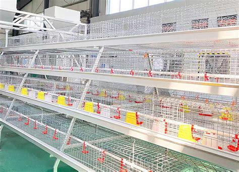 A Type Pullet Cage Henan Xinfeng Machinery Equipment Co Ltd