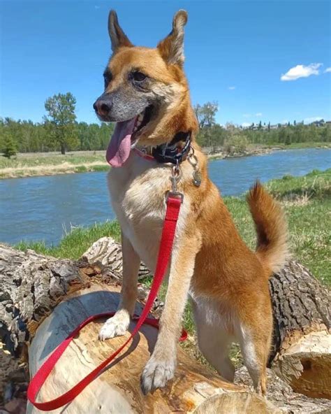 Akita Mixes 38 Unique Akita Crossbreeds With Pictures