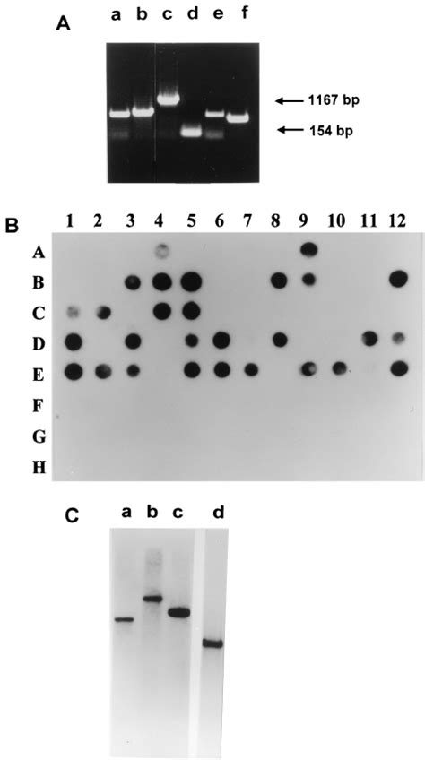 In Vivo Splicing Of Phage ST64 And S92 Intron RNAs Lanes 2 4 And 5