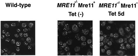 Mre Is Essential For The Maintenance Of Chromosomal Dna In Vertebrate