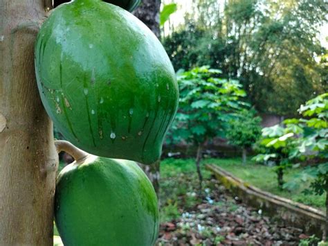 Dos Papayas Verdes Colgando De Un Rbol Con Un Rbol En El Fondo