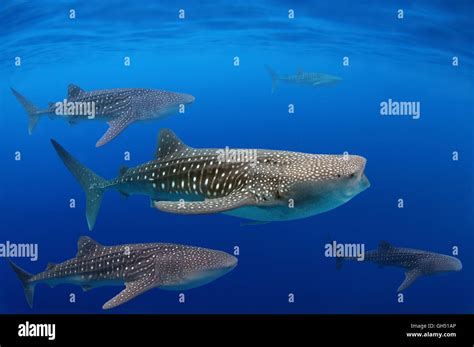 Whale shark red sea whaleshark hi-res stock photography and images - Alamy