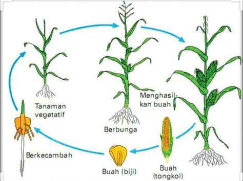 Gambar Pohon Jagung Kartun Animasi Adobe Flash Pertumbuhan Jagung