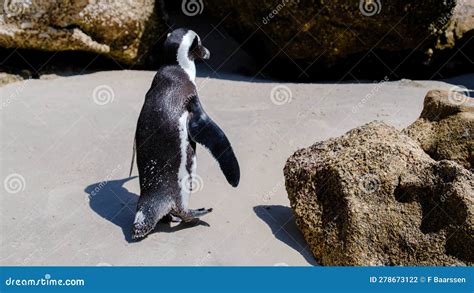 Boulders Beach In Simons Town Cape Town South Africa Beautiful